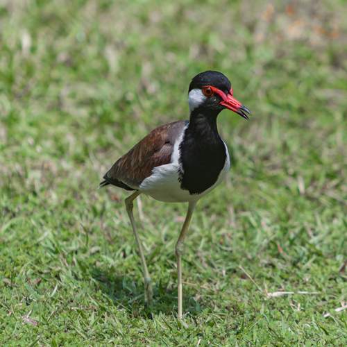 Red wattled lapwing