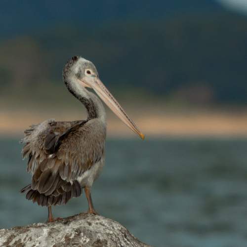 Pelican