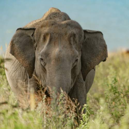 Photo #13356181