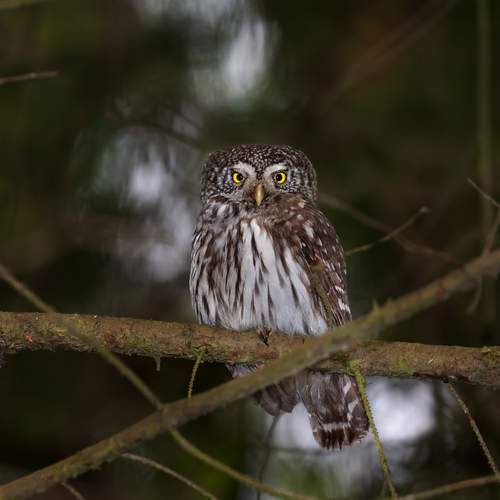 Photo #13356320