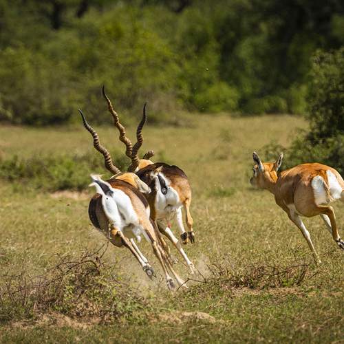 The fast and the furious