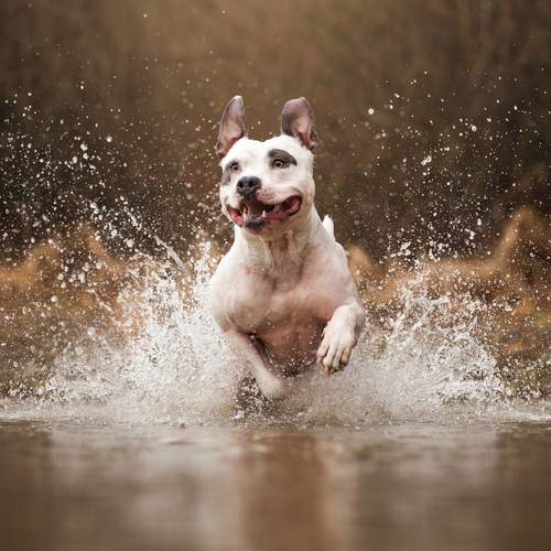 Photo #13356476