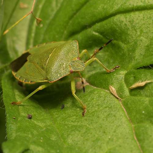 Photo #13356477