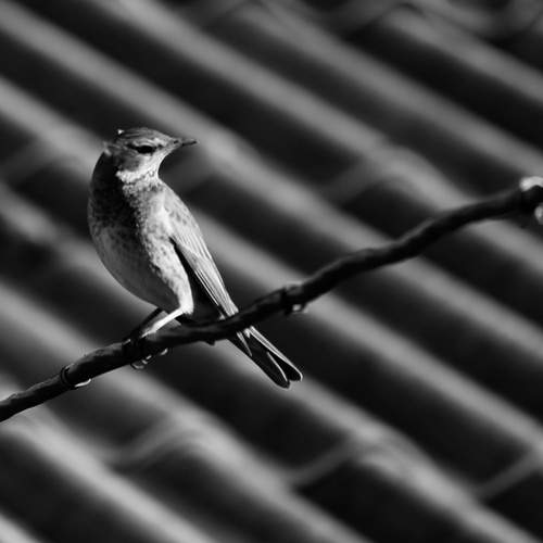 Photo #13356923
