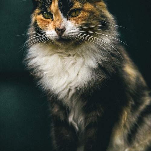 Photo #13357211