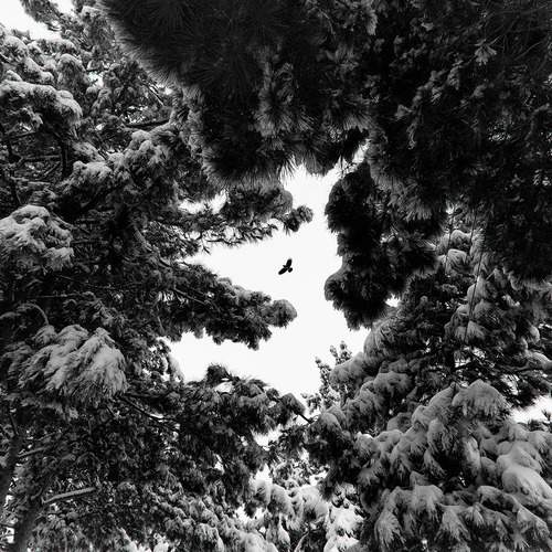 Photo #13357232