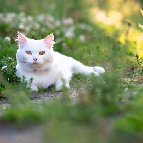 Photo #13357724