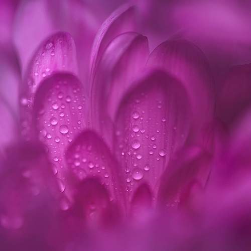 Photo #13358017