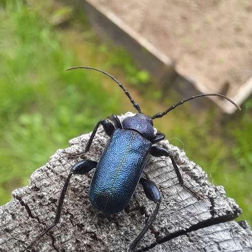 Photo #13358308