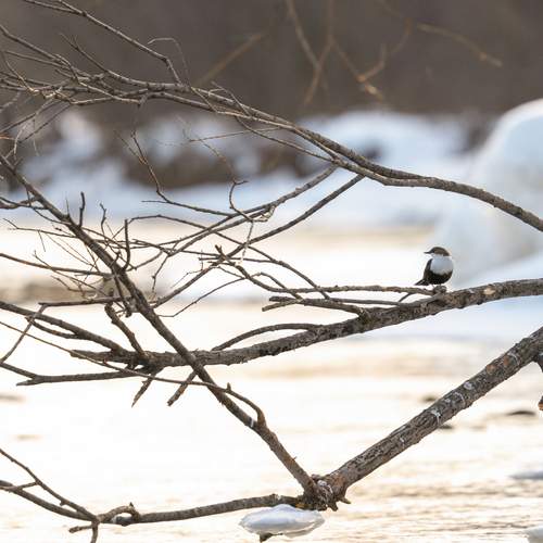 Photo #13358516