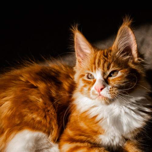 Photo #13358771