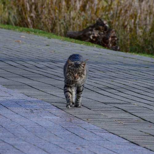Photo #13359217