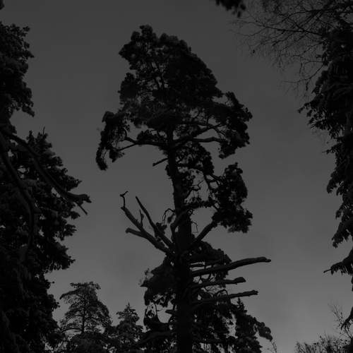 Sumi-e