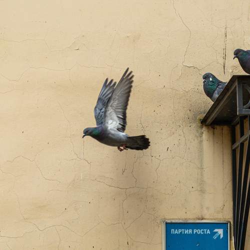 Photo #13359509