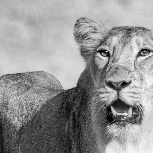 The Sensory Monologue