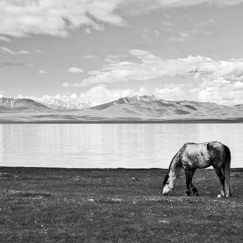 Киргизские лошадки