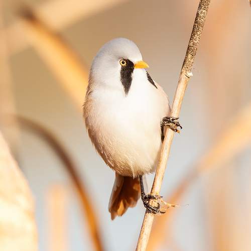 Photo #13361015