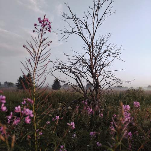 Photo #13361243