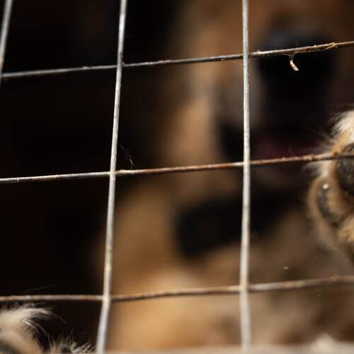 A dog from a shelter
