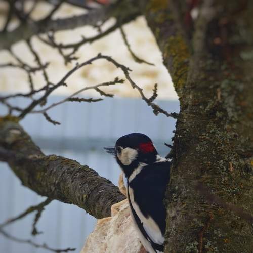Photo #13361726