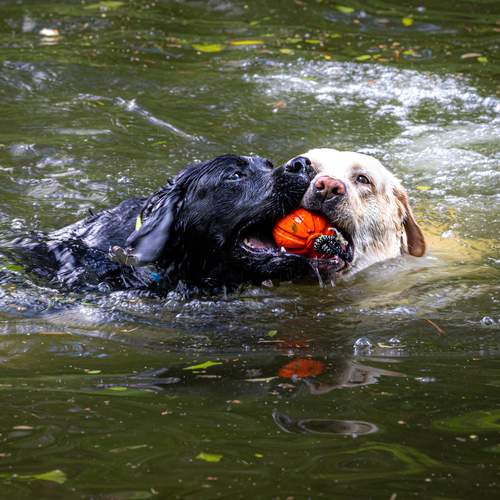 Photo #13362517