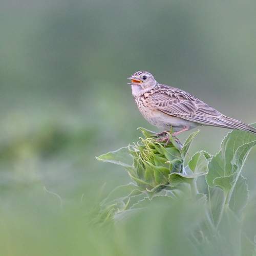 Photo #13362585