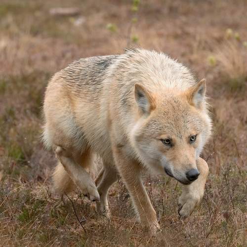 Alpha Female