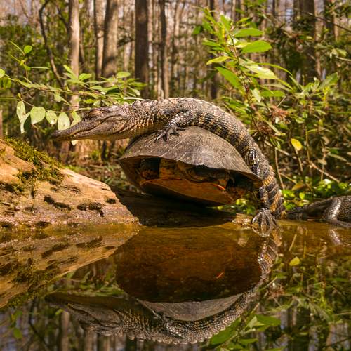 Swamp Hitchhiker