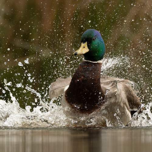 wild duck