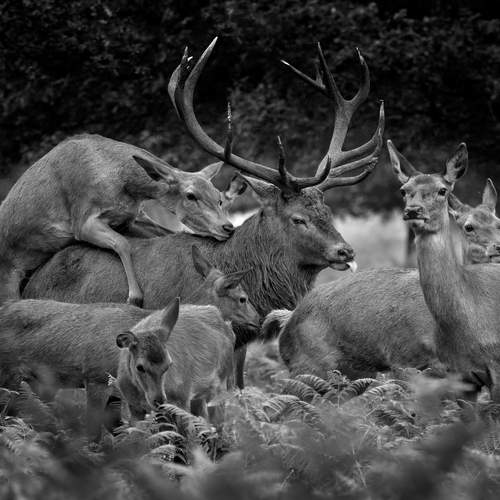 In the Shadow of the Dominant