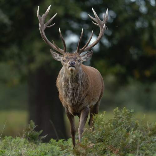 Guardian of the Range