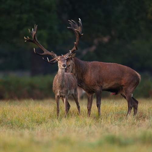 Strength and Proximity