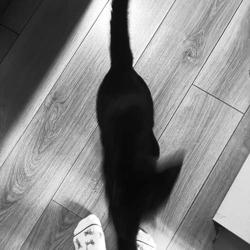 Photo #13363900