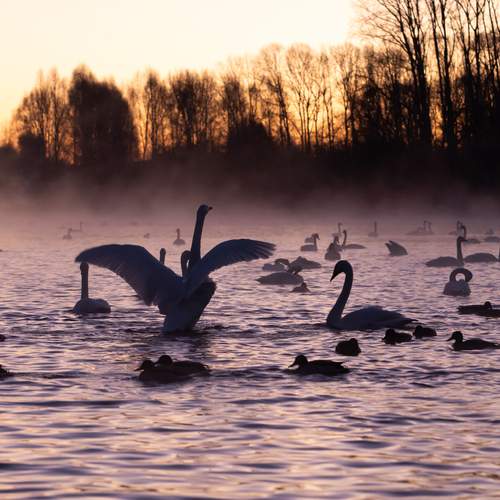 Photo #13364721