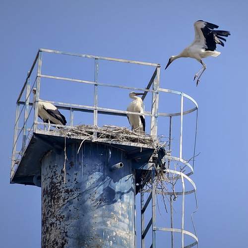 Пирог Борис