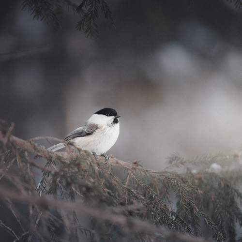 Photo #13364938