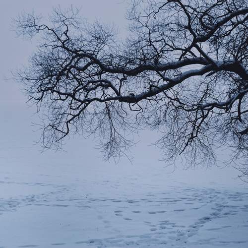 Photo #13365342
