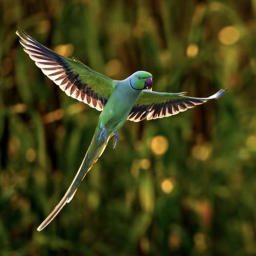 Фотография #13365467