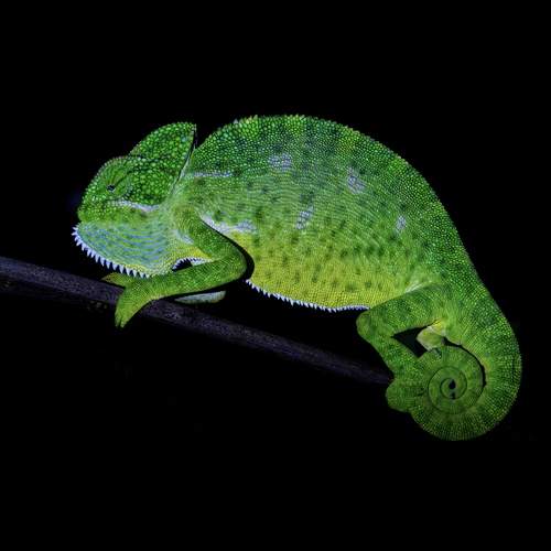 Фотография #13365471