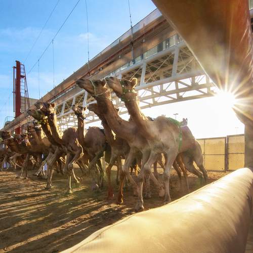 Camel Race