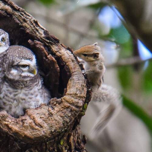 CONFRONTATION OF AN SPOTTED OWLS AND A SQUIRREL A NATURAL HISTORY MOMENT