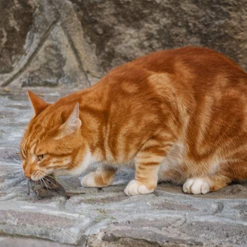 Photo #13366582