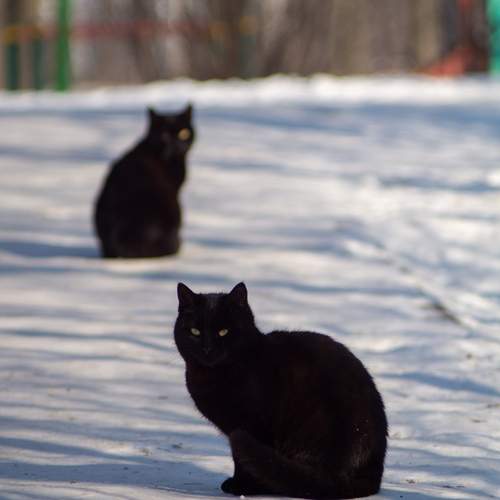 Photo #13366643
