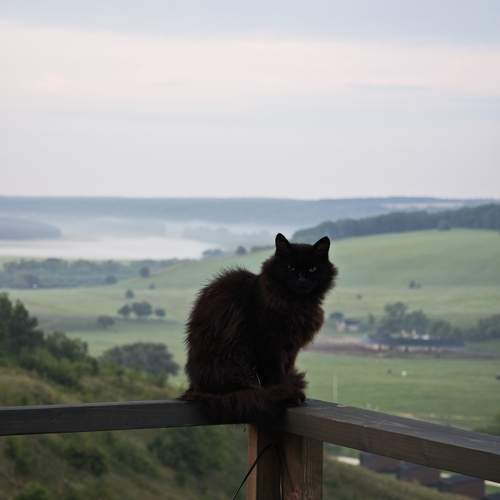 Photo #13366685