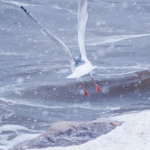 Photo #13366810