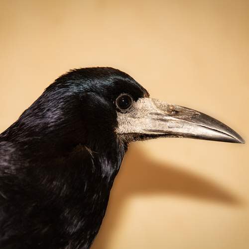 Photo #13367200