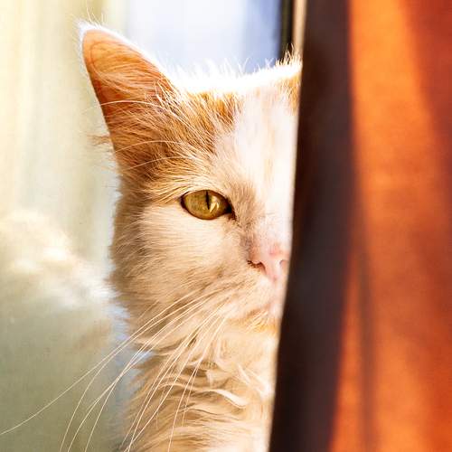 Photo #13367253