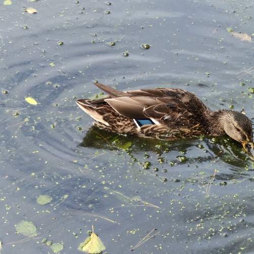 Photo #13367295