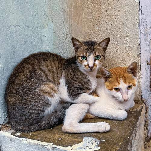Photo #13367400