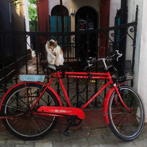 The guardian of the street